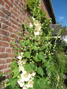 Hollyhock