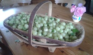 Gooseberries 2015