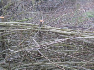 Close up of willow binding