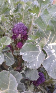 purple sprouting