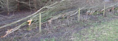 Line of a laid hedge before bindings
