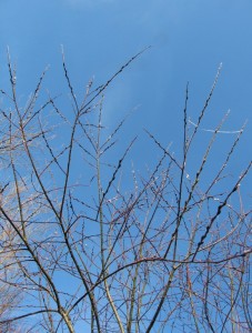 Willow against winter sky