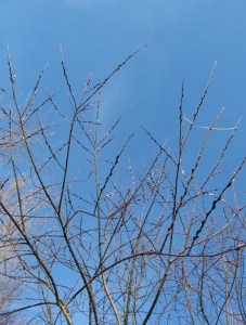 Willow against winter sky