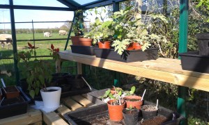 Filling the greenhouse