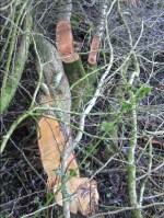 Pleachers on a laid hedge