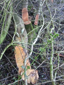 Pleachers on a laid hedge