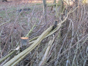 Willow bindings on a laid hedge