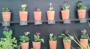 auricula theatre