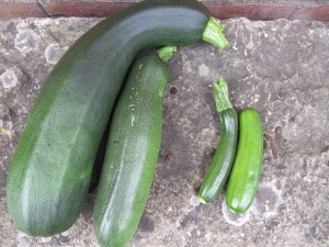 The large and the small!