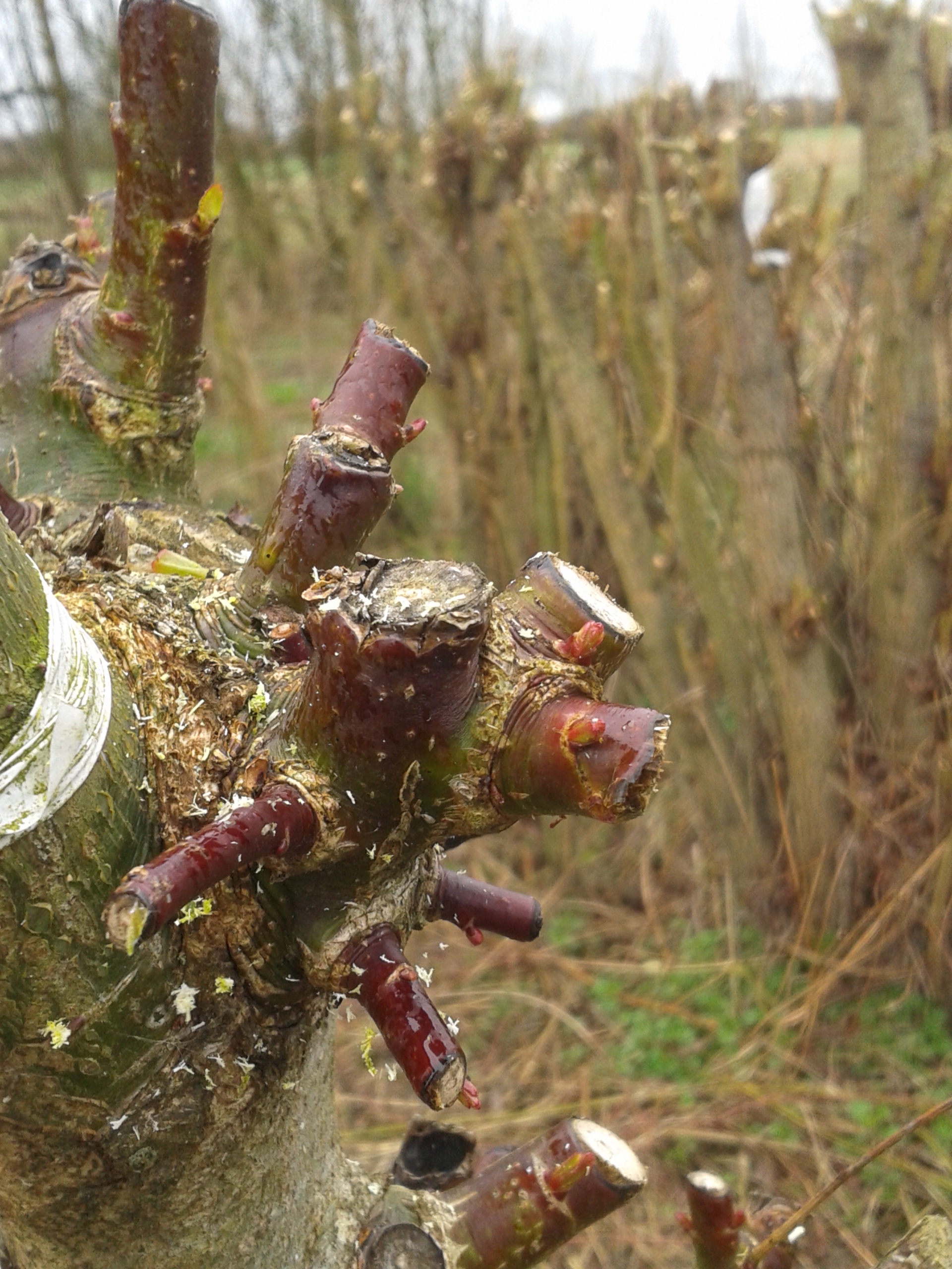 20170312_first leaves