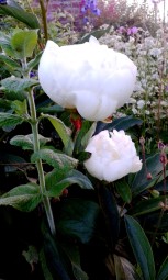 Highly fragrant double white peony