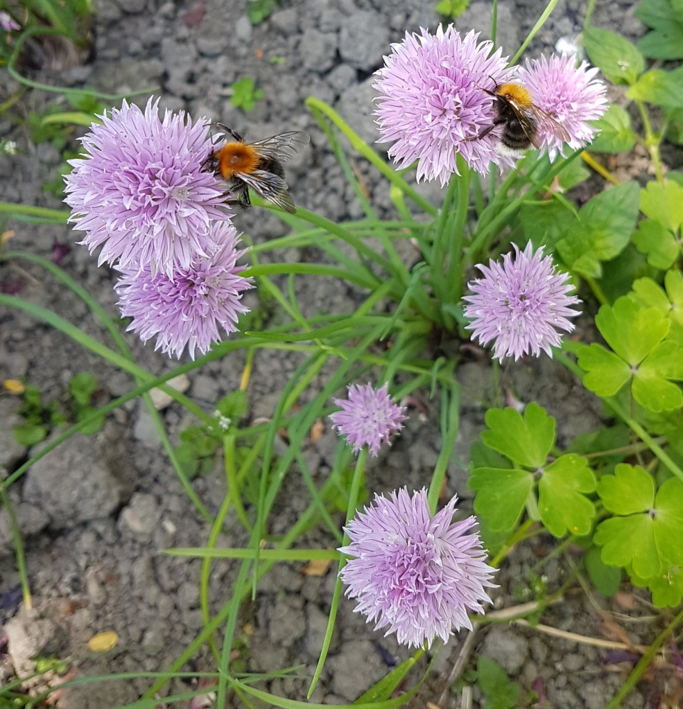 Chive flowers with bees collecting nectar